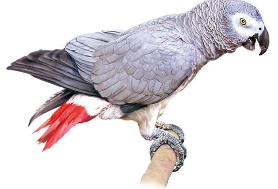 Quel perroquet en appartement ?