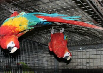 Quel perroquet sans autorisation ?