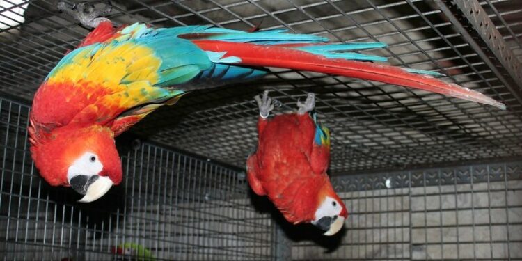 Quel perroquet sans autorisation ?