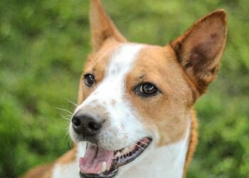 Quel petit chien à le meilleur caractère ?