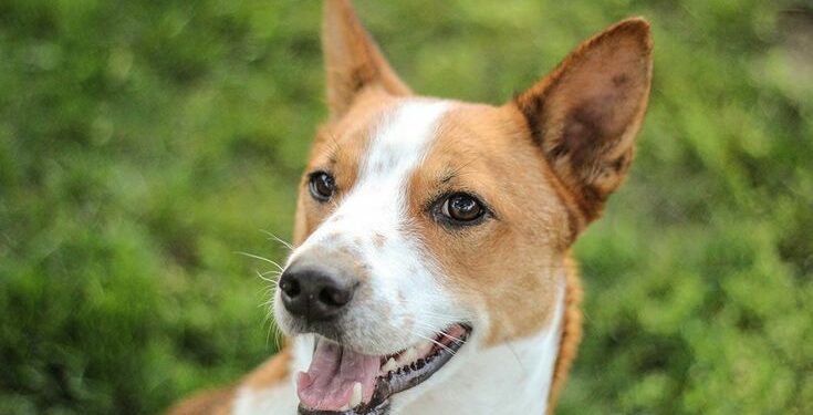 Quel petit chien à le meilleur caractère ?