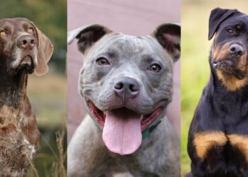 Quel petit chien aboie le plus ?