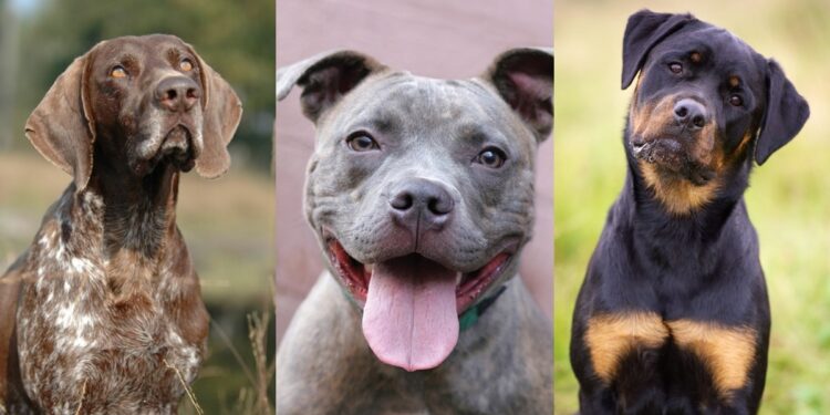 Quel petit chien aboie le plus ?