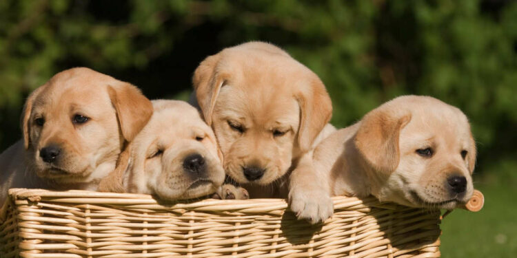 Quel petit chien enfant ?