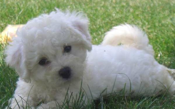 Quel petit chien n'aboie pas beaucoup ?