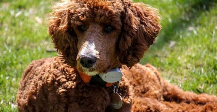 Quel petit chien n'aboie pas beaucoup ?
