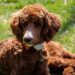 Quel petit chien n'aboie pas beaucoup ?