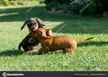 Quel petit chien peut rester seul ?