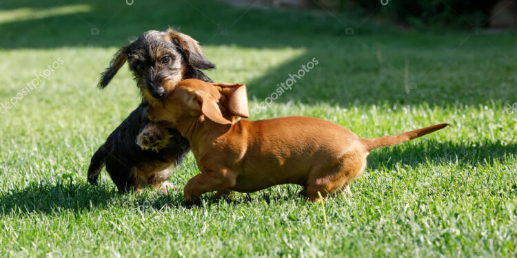 Quel petit chien peut rester seul ?
