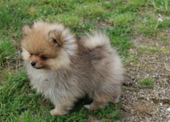 Quel petit chien peut rester seul ?