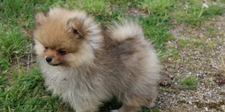 Quel petit chien peut rester seul ?