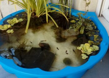 Quel petit poisson pour petit bassin extérieur ?