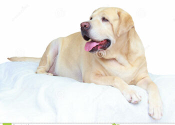 Quel poids doit faire un labrador ?