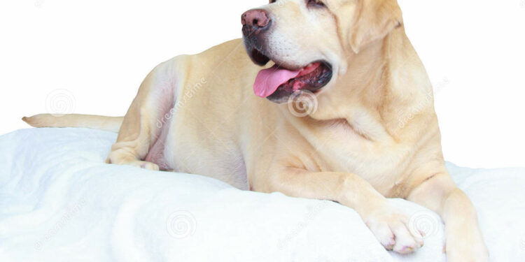 Quel poids doit faire un labrador ?