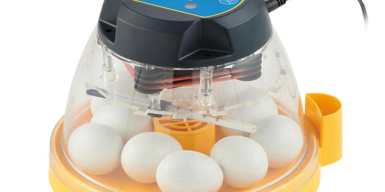 Quel poids pour éviter la couveuse ?