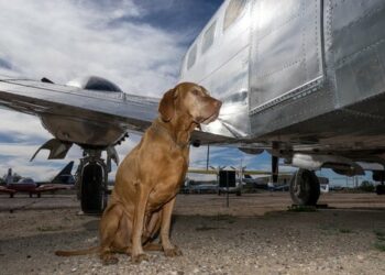 Quel poids pour un chien en cabine ?