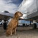 Quel poids pour un chien en cabine ?