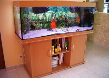 Quel poisson aquarium 500L ?