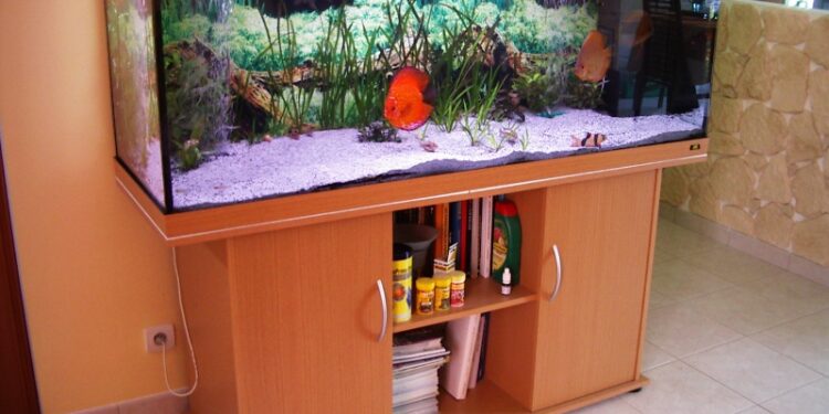 Quel poisson aquarium 500L ?