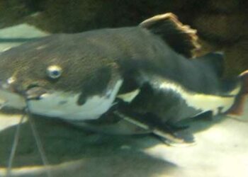 Quel poisson attaque l'homme ?