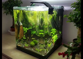 Quel poisson avec crevette 30l ?