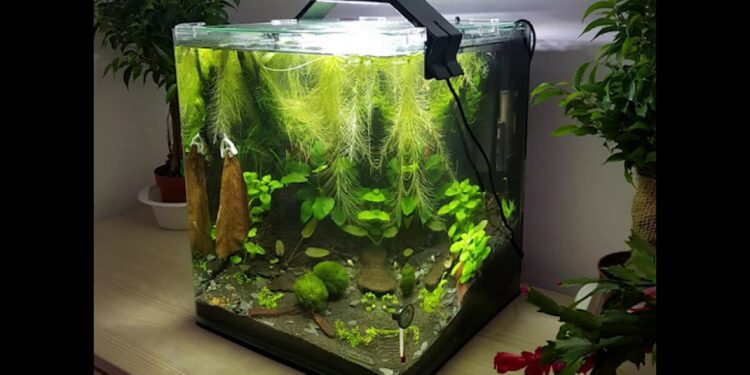 Quel poisson avec crevette 30l ?