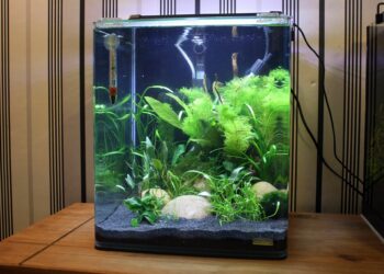 Quel poisson avec crevette 30l ?