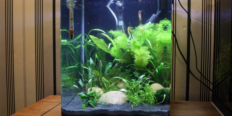 Quel poisson avec crevette 30l ?