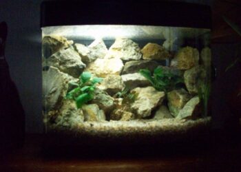 Quel poisson avec crevette 30l ?