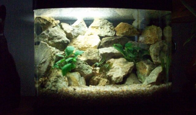 Quel poisson avec crevette 30l ?