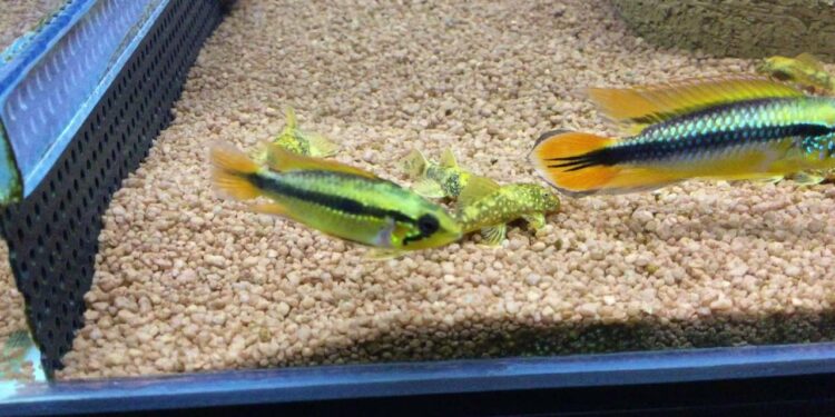 Quel poisson avec néon et guppy ?