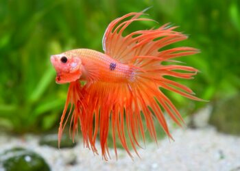 Quel poisson avec un combattant mâle ?