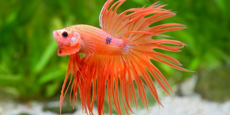 Quel poisson avec un combattant mâle ?