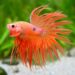 Quel poisson avec un combattant mâle ?