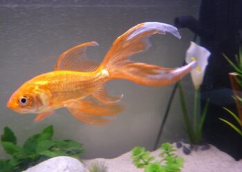 Quel poisson dans 14 litres ?