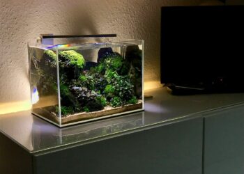 Quel poisson dans 2l ?