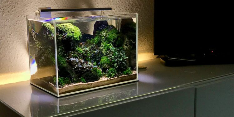 Quel poisson dans 2l ?