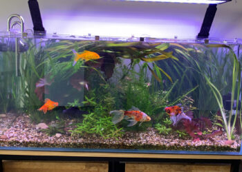 Quel poisson dans 2l ?