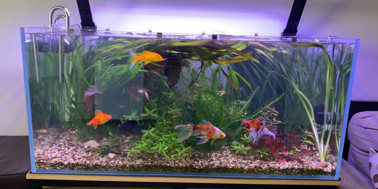 Quel poisson dans 2l ?