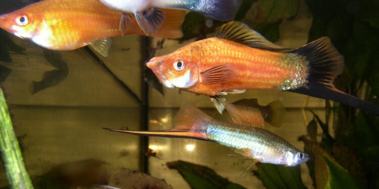 Quel poisson dans 4l ?