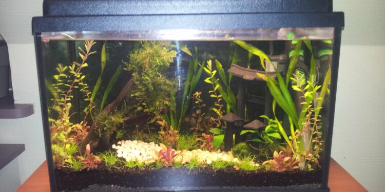 Quel poisson dans aquarium de 12 litres ?