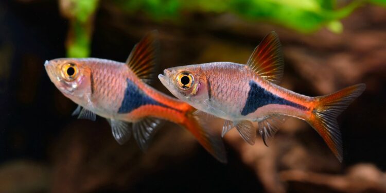 Quel poisson dans l'eau du robinet ?