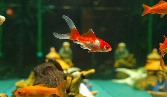 Quel poisson dans l'eau du robinet ?