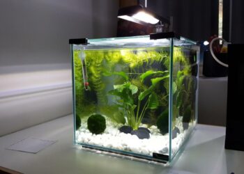 Quel poisson dans l'eau du robinet ?