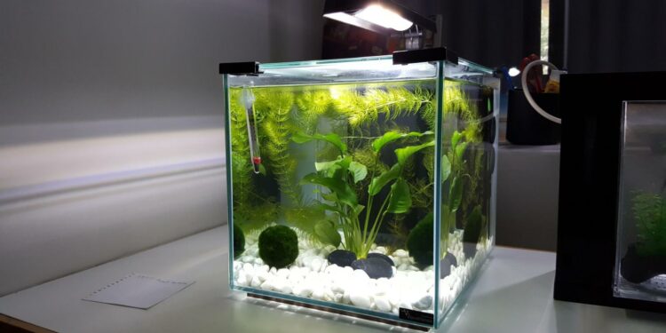 Quel poisson dans l'eau du robinet ?