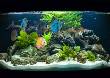 Quel poisson dans l'eau du robinet ?