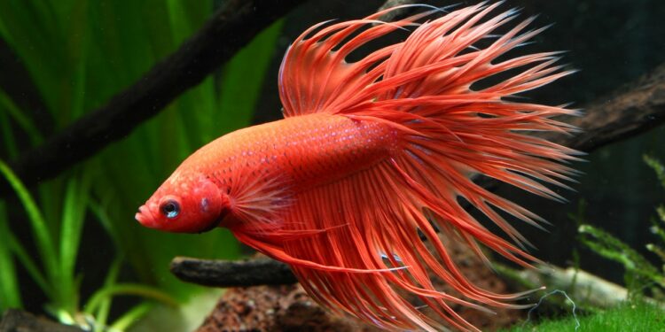 Quel poisson dans l'eau du robinet ?