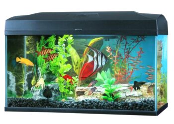 Quel poisson dans l'eau du robinet ?