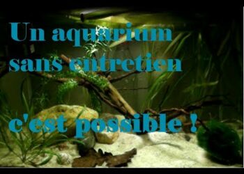 Quel poisson dans l'eau du robinet ?