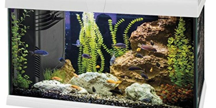 Quel poisson dans l'eau du robinet ?